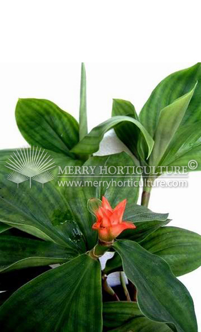 Costus curvibracteatus 1